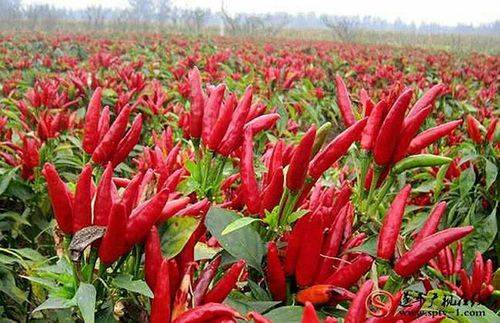 The technology of growing hot peppers in the shed