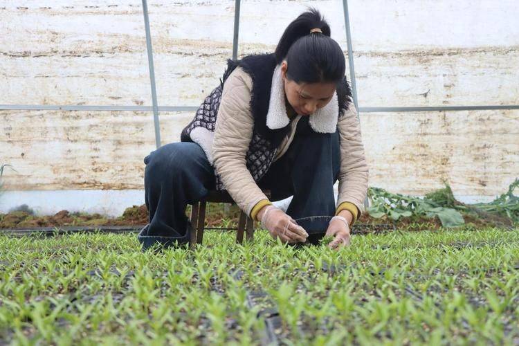 The technology of growing hot peppers in the shed