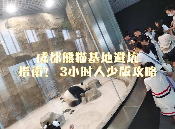 How much is chengdu carrying a panda