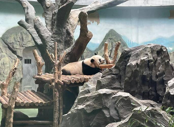 How much is chengdu carrying a panda