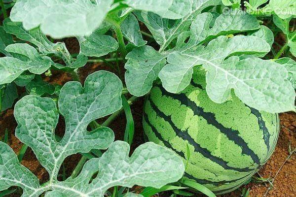 Watermelon planting techniques