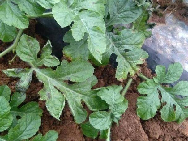 Watermelon planting techniques