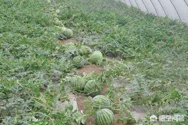 Watermelon planting techniques