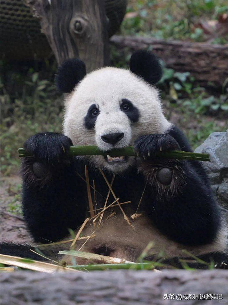 How much is chengdu carrying a panda