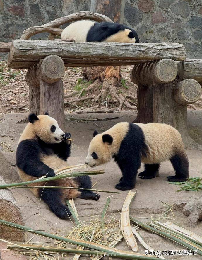 How much is chengdu carrying a panda