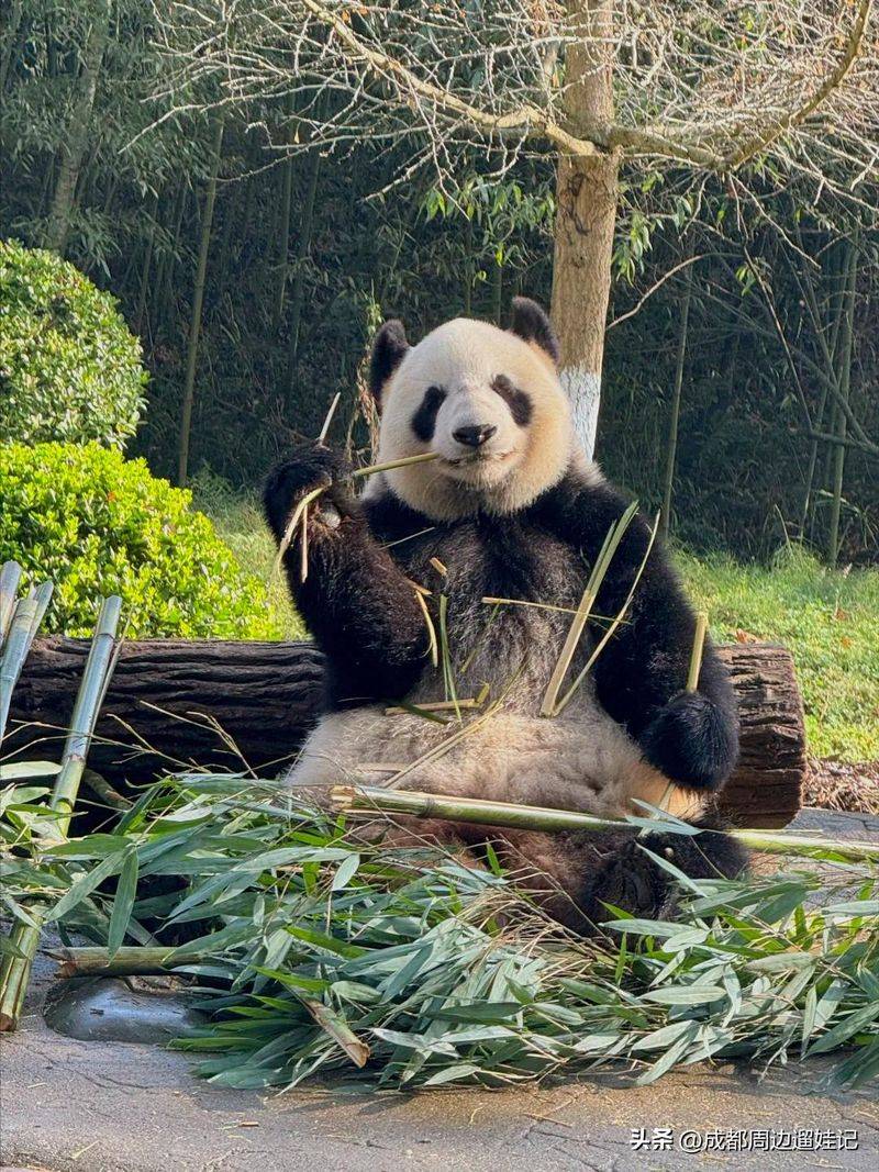 How much is chengdu carrying a panda