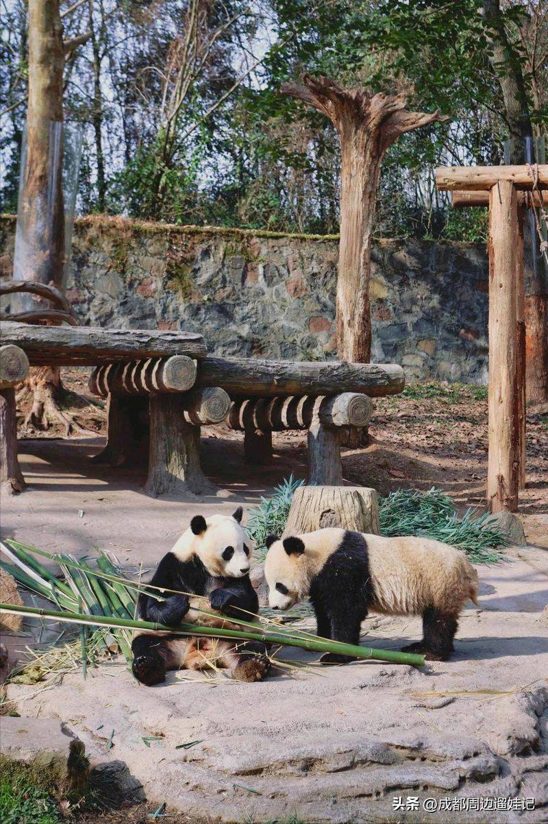 How much is chengdu carrying a panda