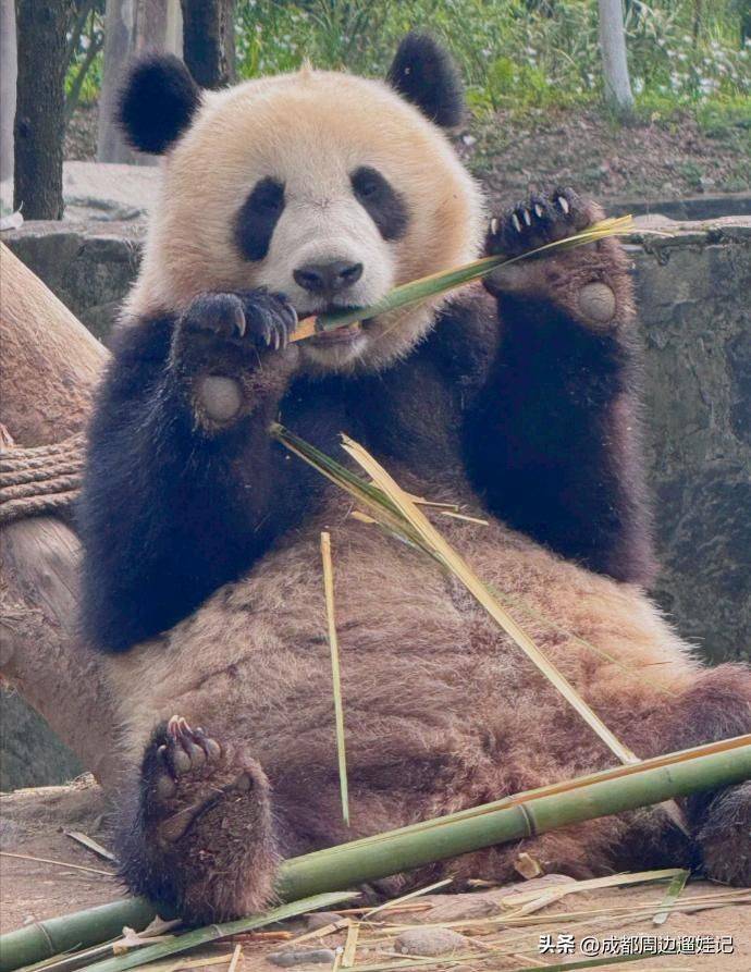 How much is chengdu carrying a panda
