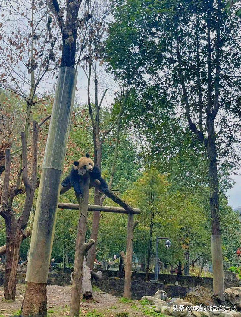 How much is chengdu carrying a panda