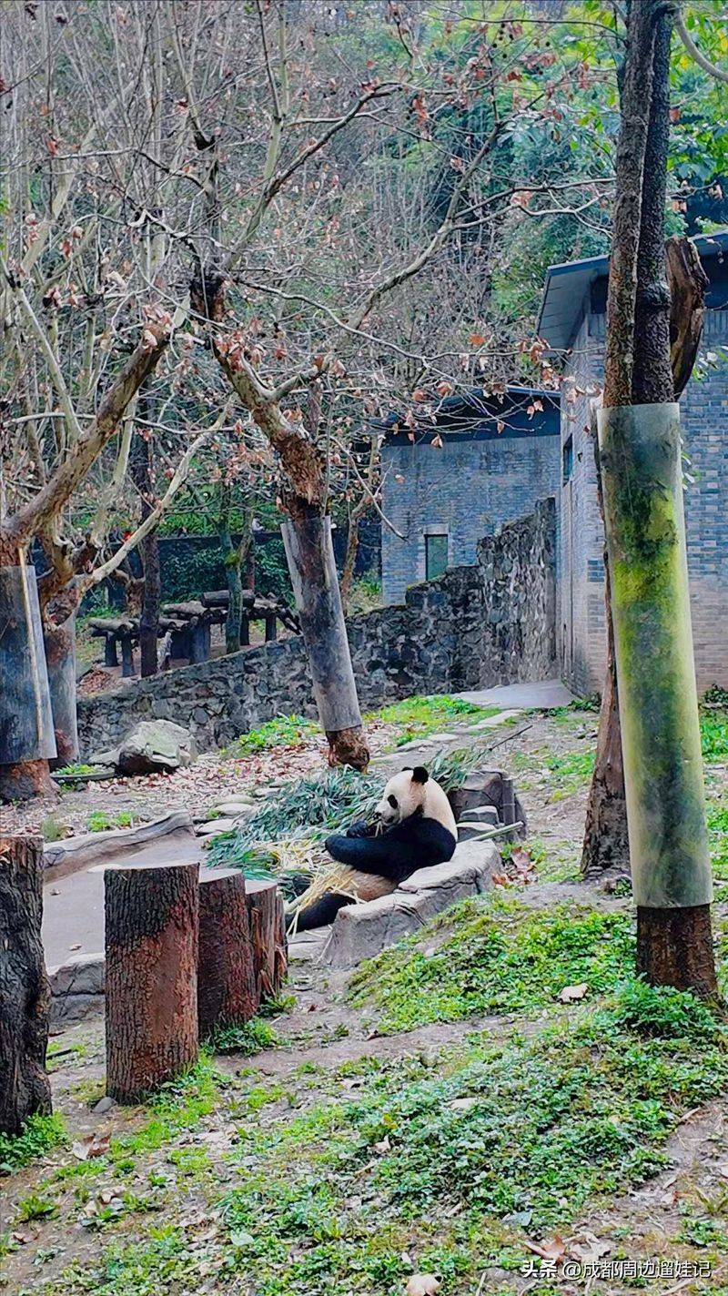 How much is chengdu carrying a panda
