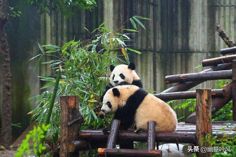 How much is chengdu carrying a panda