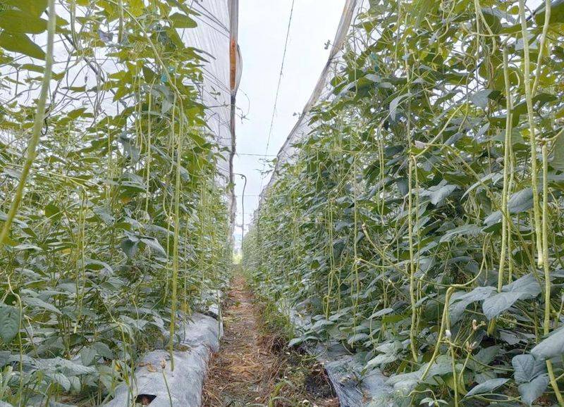 扁豆种植技术视频