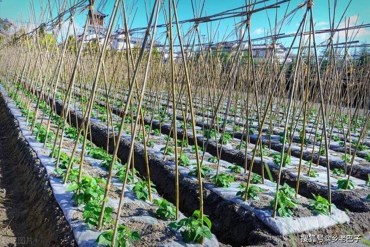 扁豆种植技术视频