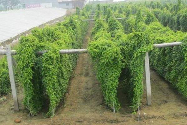 The method of planting mountain pots