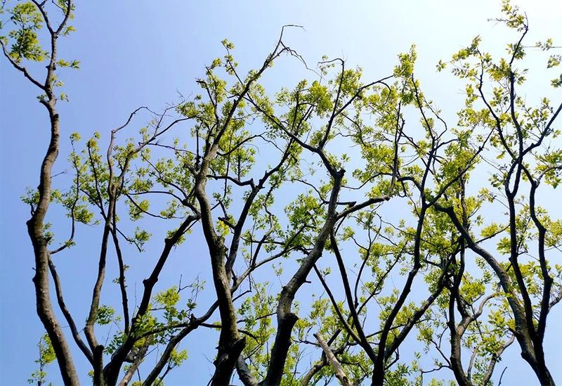赖特建筑风格特点