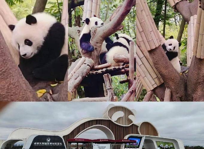 How much is chengdu carrying a panda