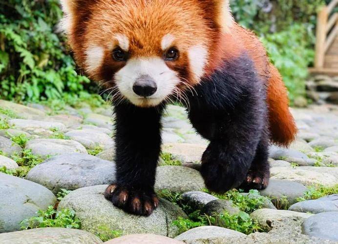 How much is chengdu carrying a panda