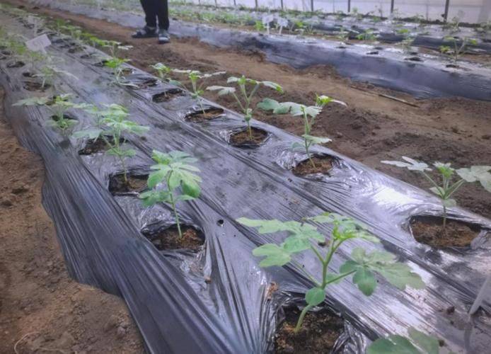 Watermelon planting techniques