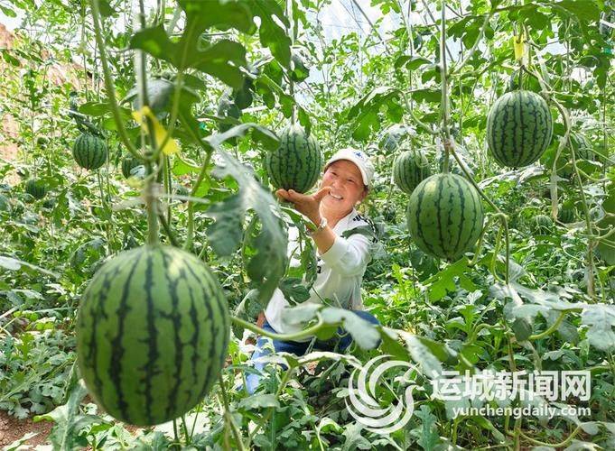 Watermelon planting techniques
