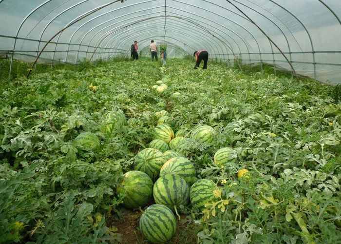 Watermelon planting techniques