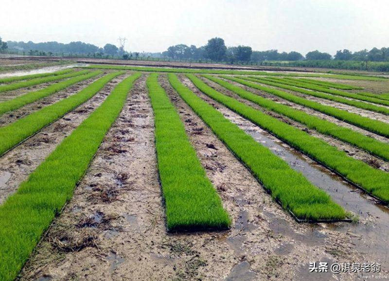 2026 rice cultivation technology video