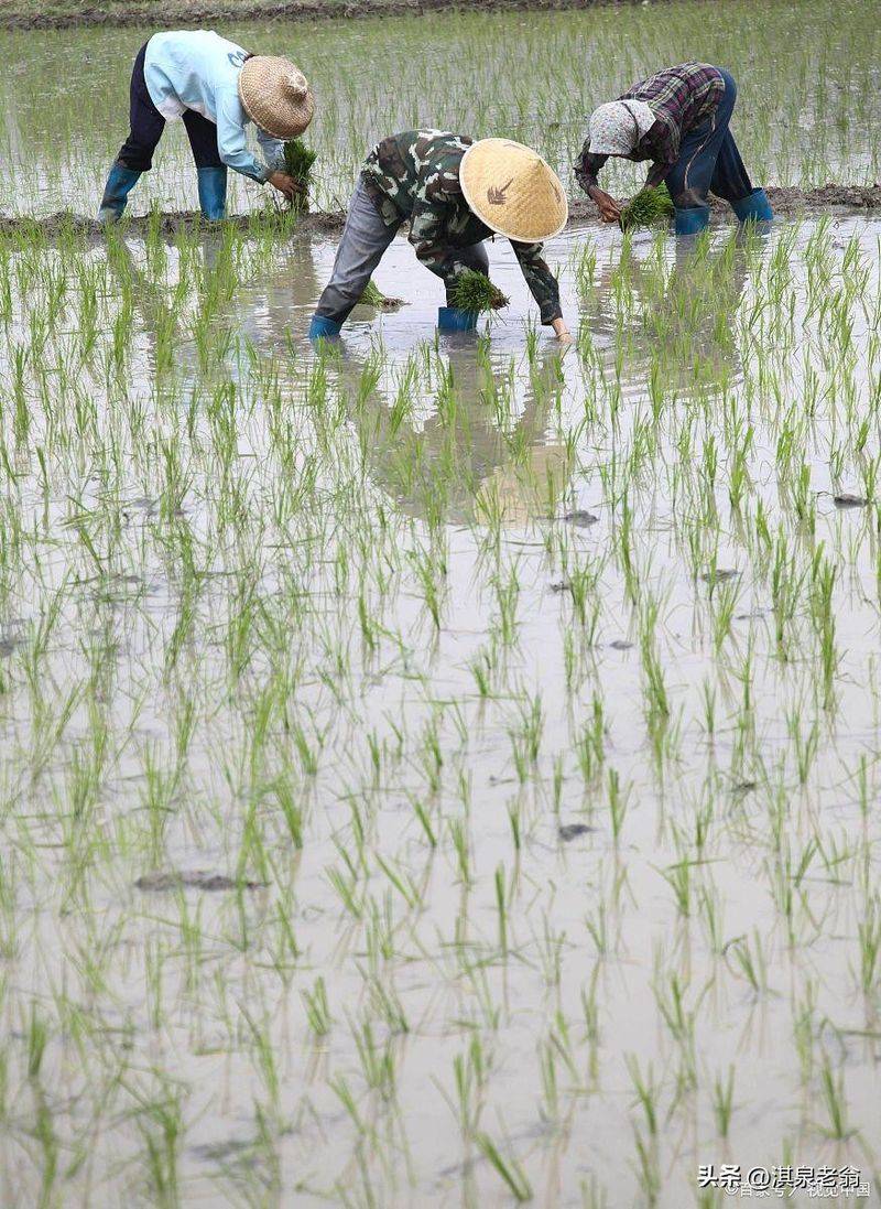 2026 rice cultivation technology video