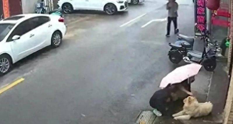 松狮幼犬多少钱一只