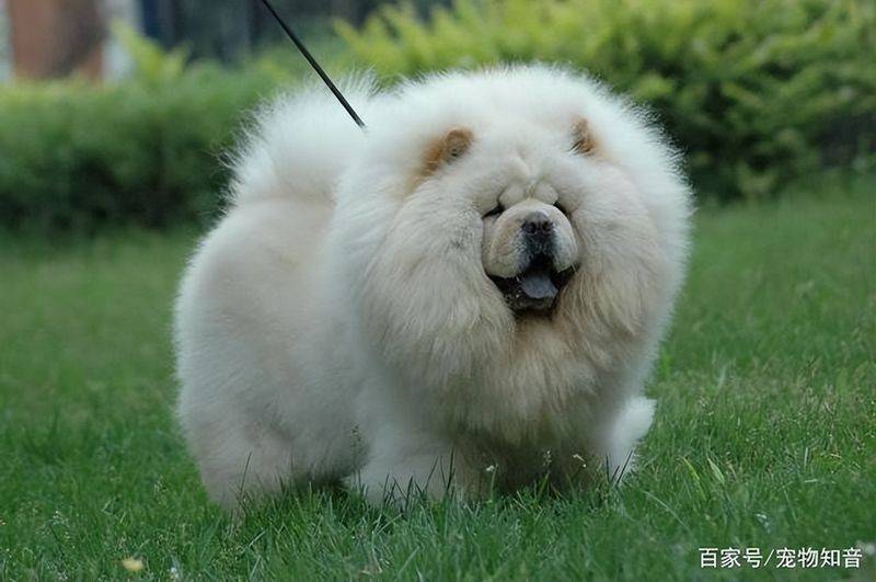 松狮幼犬多少钱一只