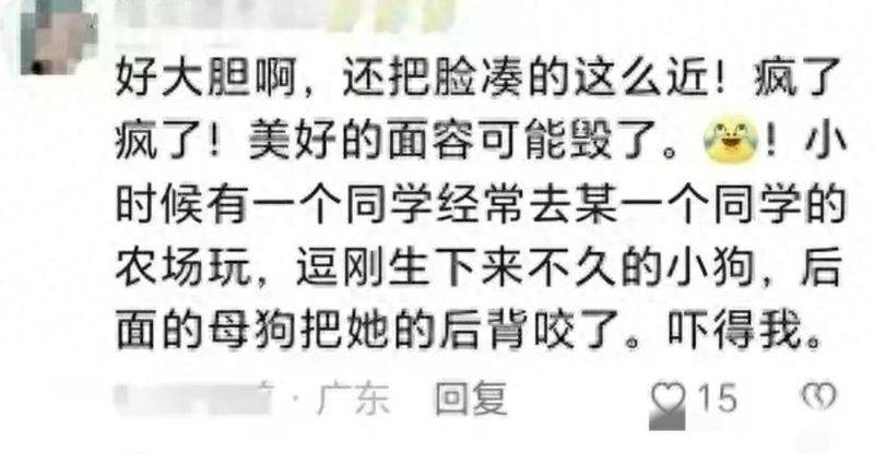松狮幼犬多少钱一只