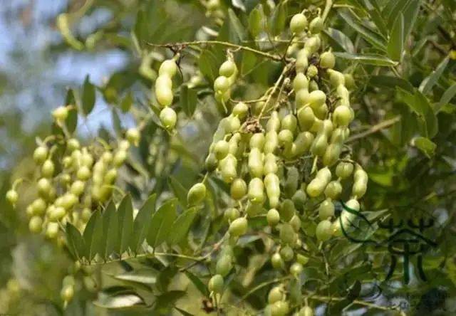 Cultivation methods