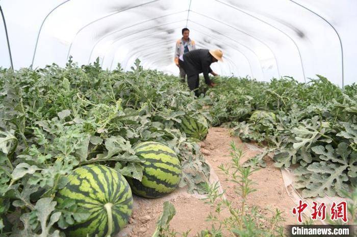 Seed melon cultivation techniques
