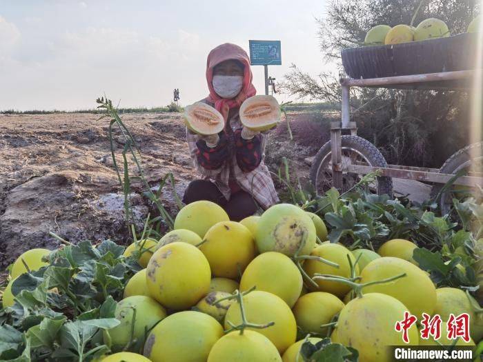 Seed melon cultivation techniques