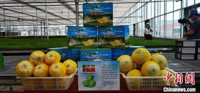 Seed melon cultivation techniques