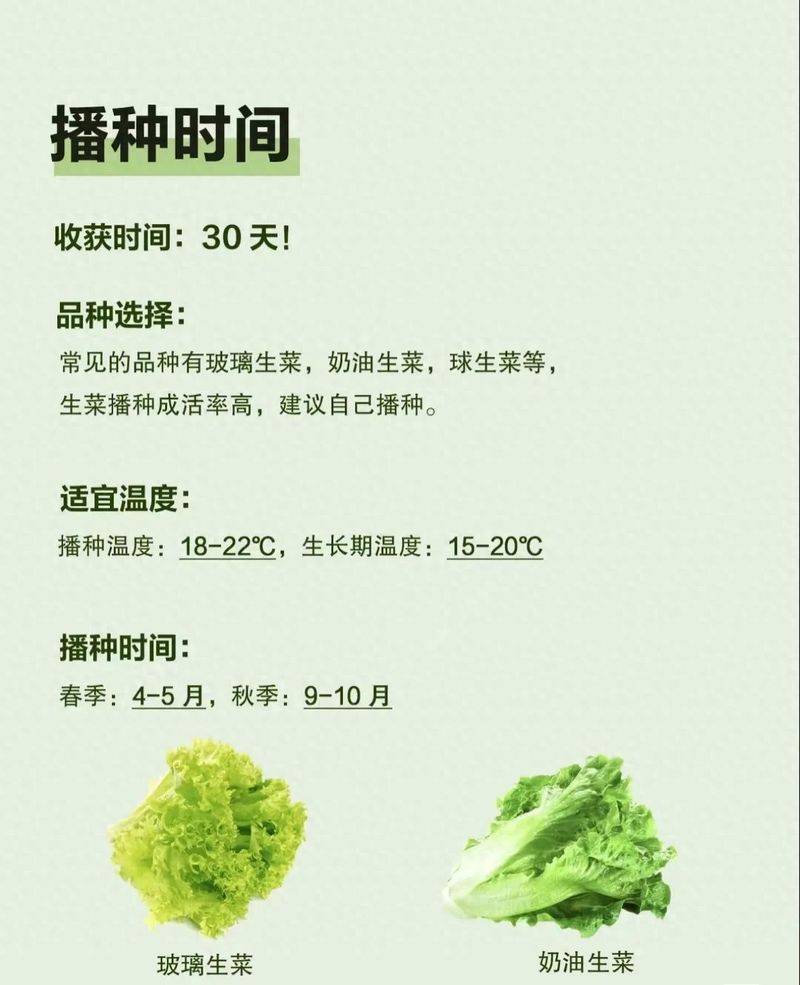 生菜种植方法