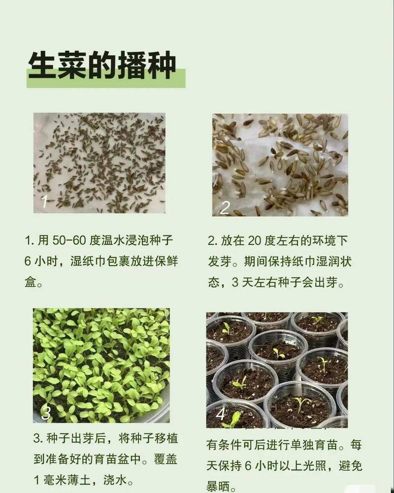 生菜种植方法