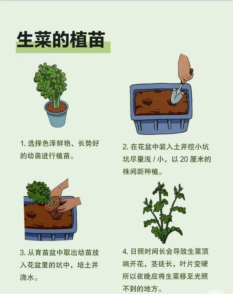 生菜种植方法