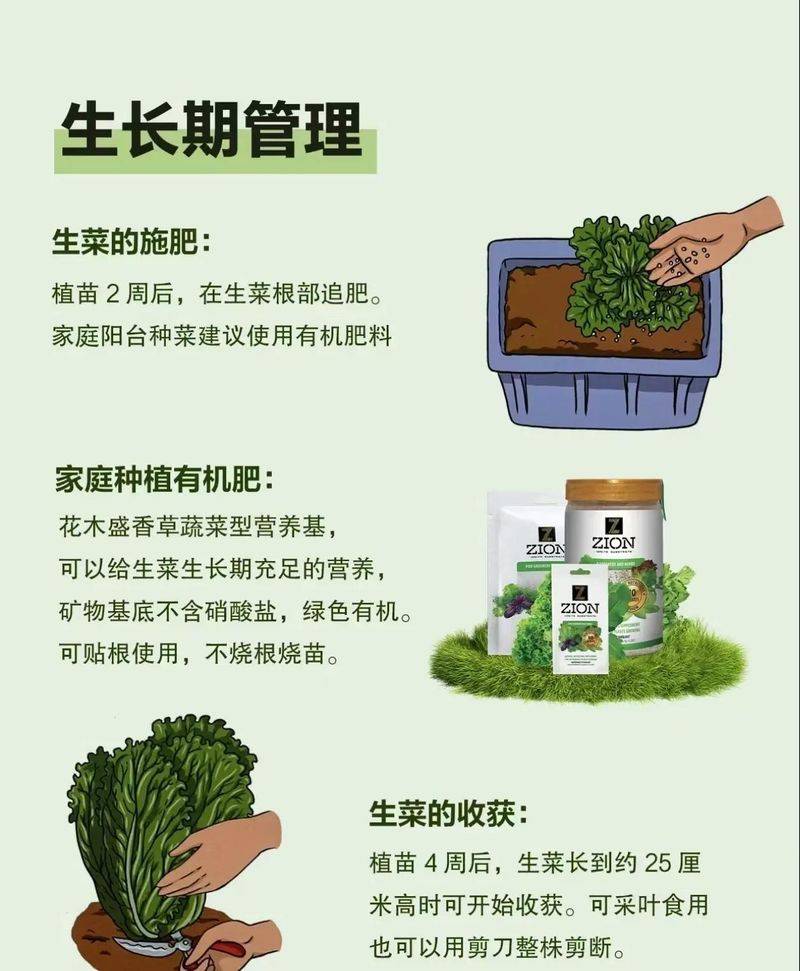 生菜种植方法