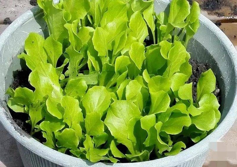 生菜种植方法
