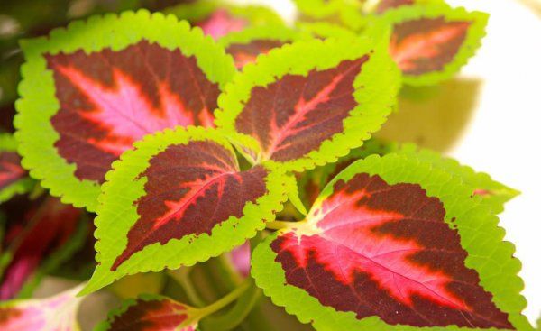 The method of planting the leaves