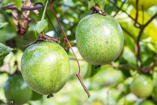Southern pear planting techniques