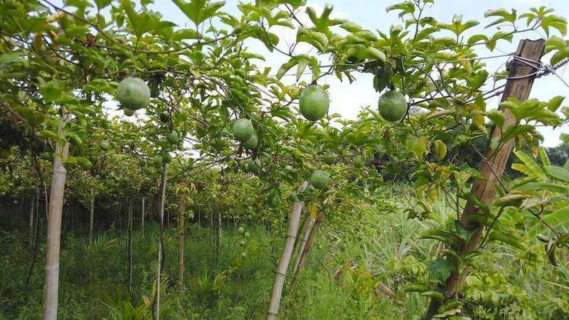 Southern pear planting techniques