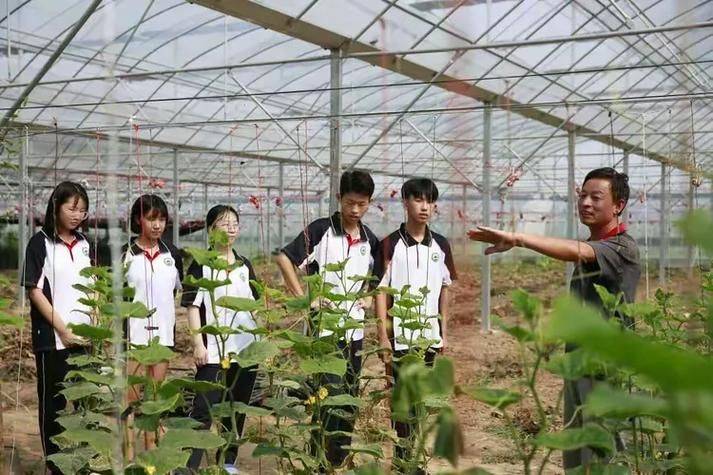 黄瓜种植技术视频