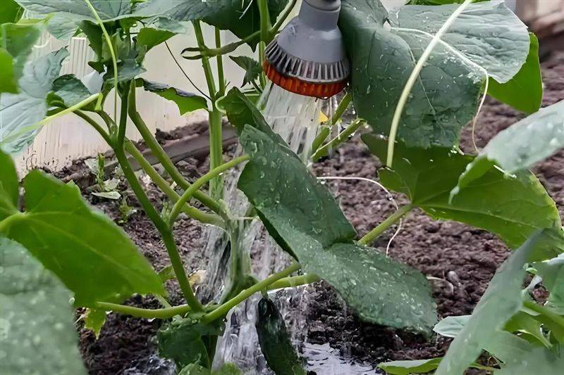 黄瓜种植技术视频