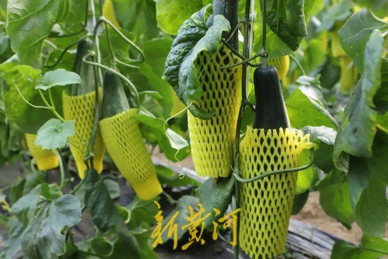 Technology for the cultivation of selenite fruit