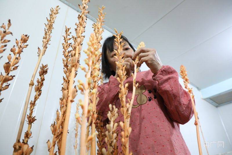 Technological aspects of indoor cultivation