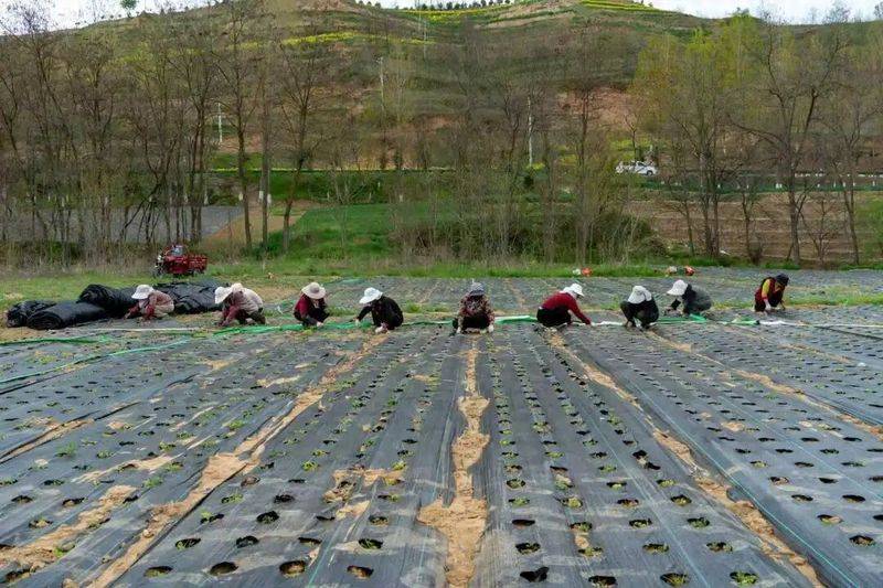 Precious medicine cultivation techniques