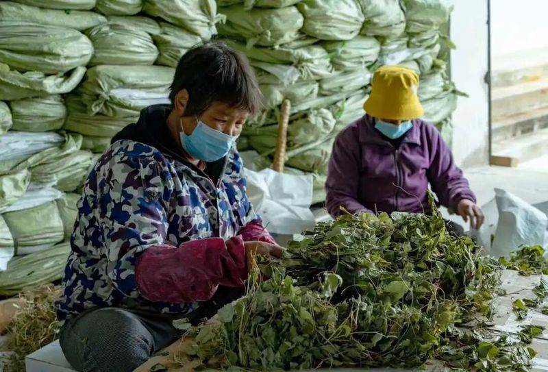 Precious medicine cultivation techniques