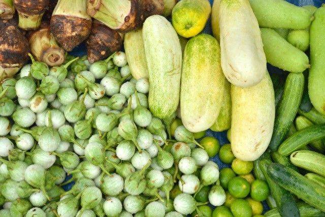 Seed melon cultivation techniques