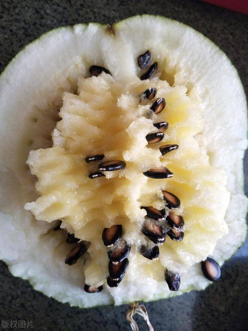 Seed melon cultivation techniques