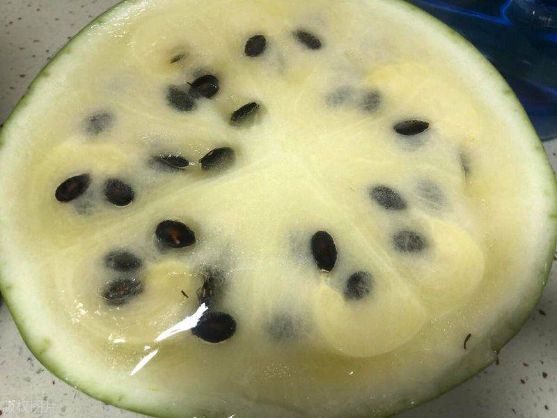Seed melon cultivation techniques